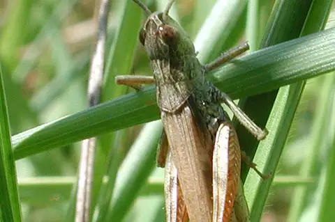 Locomotive Grasshopper