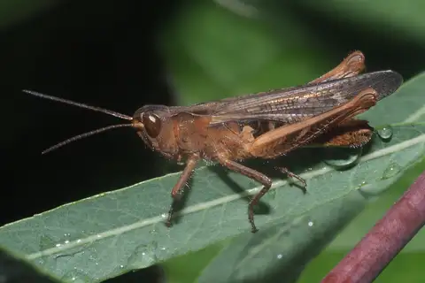 Bow-winged Grasshopper