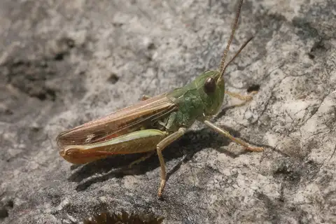 Red-legged Grasshopper