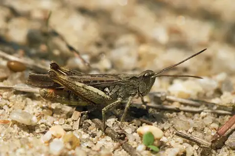 Common Field Grasshopper