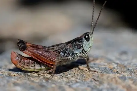 Piedmont Grasshopper