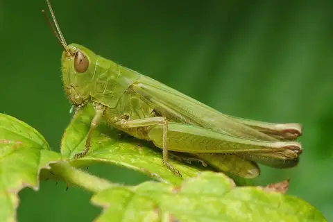 Two-coloured Grasshopper