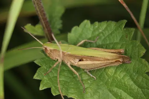 Steppe Grasshopper