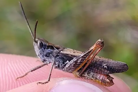 Eisentraut's Bow-winged Grasshopper