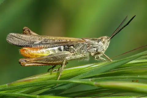 Iberian Field Grasshopper