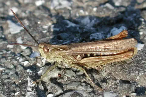 Lesser Grasshopper