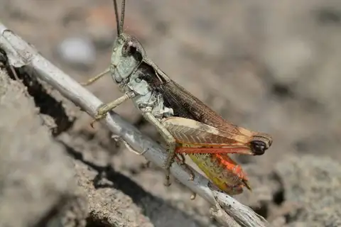 Gravel Grasshopper