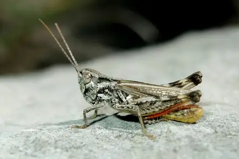 Reissinger's Grasshopper