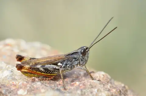 French Grasshopper