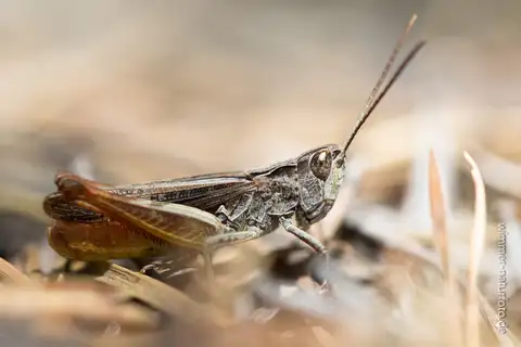 Heath Grasshopper