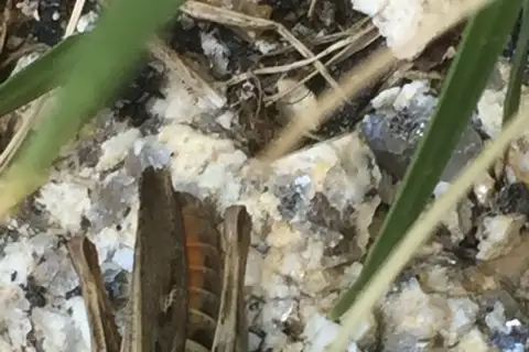 Yersin's Grasshopper