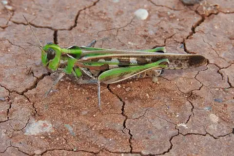 Australian Plague Locust