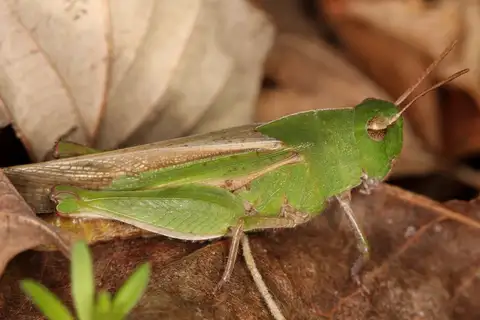 Green-striped Grasshopper