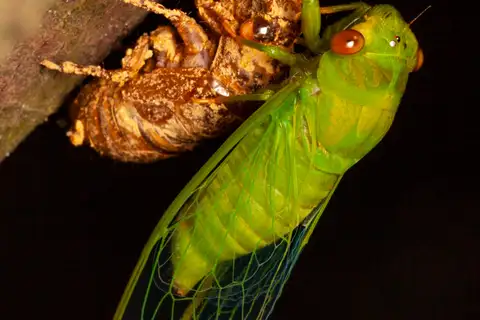 Peaceful Cicada
