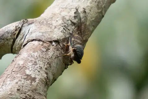 Chremistica pontianaka