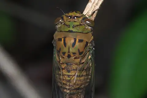 Chremistica umbrosa