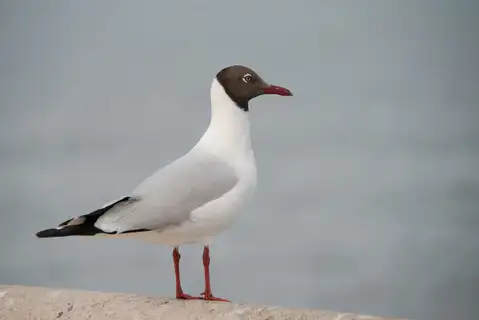 Brown-headed Gull