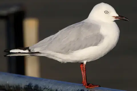 Black-billed Gull