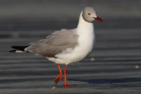Grey-headed Gull