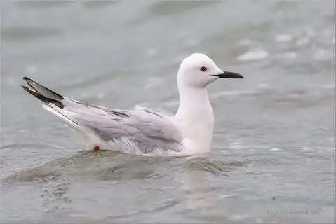 Slender-billed Gull