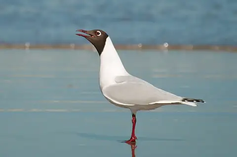 Brown-hooded Gull