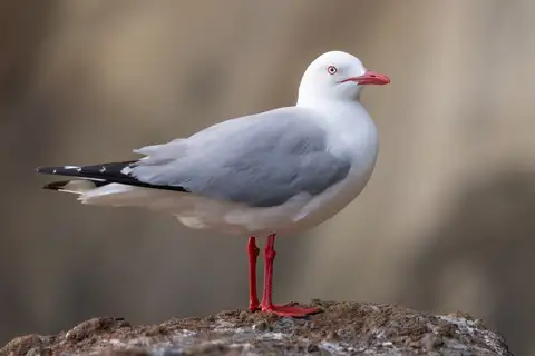 Silver Gull