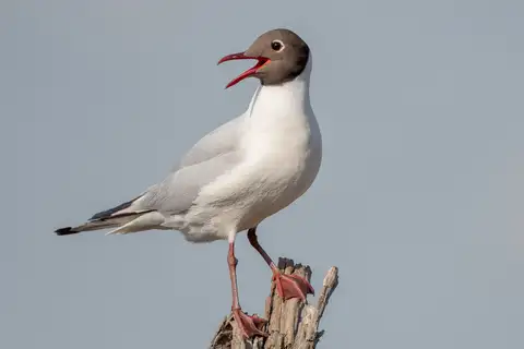 Black-headed Gull