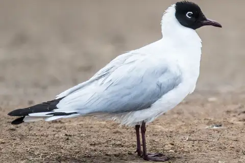 Andean Gull