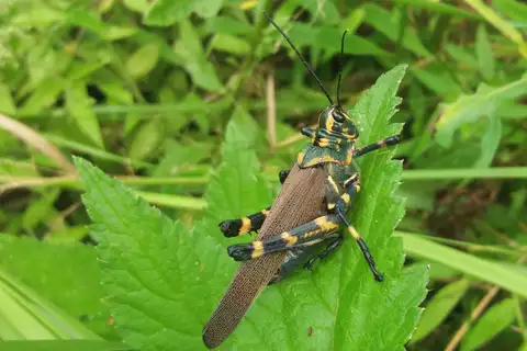 Soldier Grasshopper