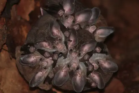 Big-eared Woolly Bat
