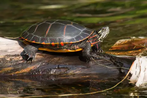 Painted Turtle