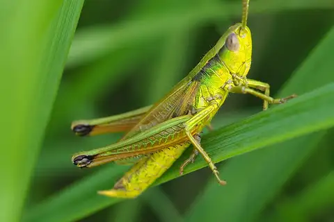 Gold Grasshopper