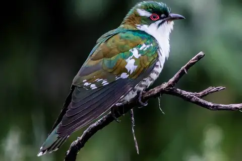 Diederik Cuckoo