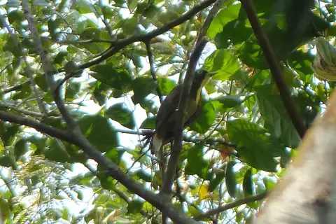 Yellow-throated Cuckoo