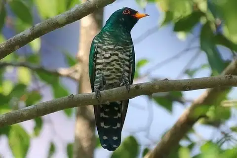 Asian Emerald Cuckoo