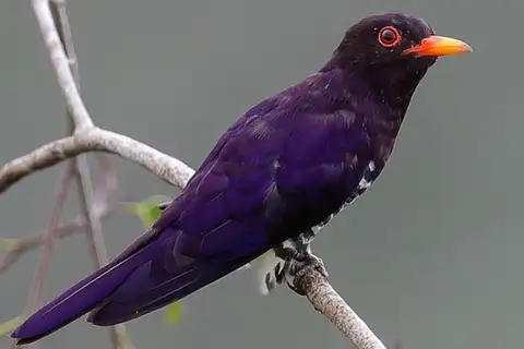 Violet Cuckoo