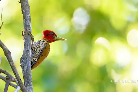 Red-headed Flameback