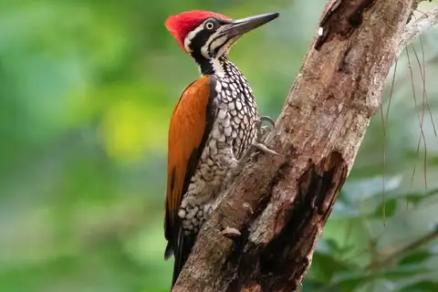 Greater Flameback