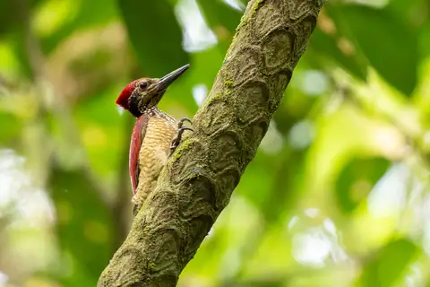 Luzon Flameback