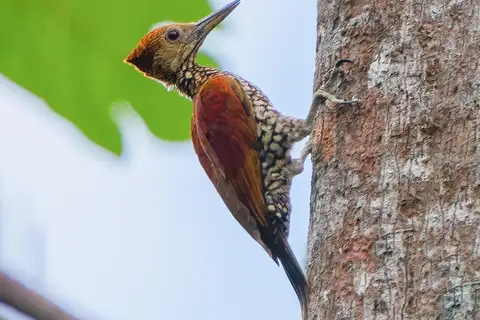 Buff-spotted Flameback