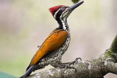 Malabar Flameback