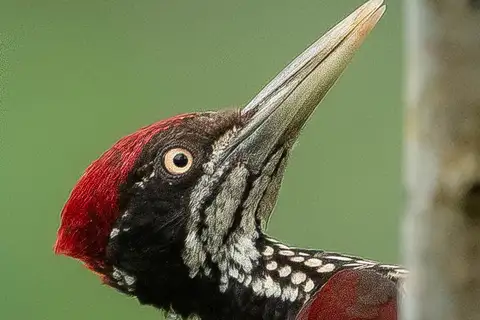 Crimson-backed Flameback