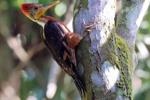 Orange-backed Woodpecker