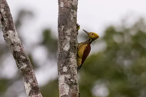 Yellow-faced Flameback