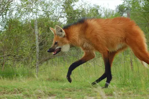 Maned Wolf