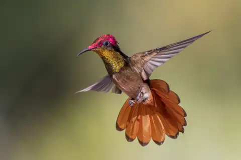 Ruby-topaz Hummingbird
