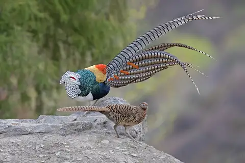 Lady Amherst's Pheasant