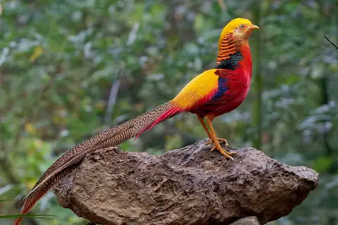 Golden Pheasant