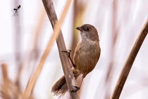 Jerdon's Babbler