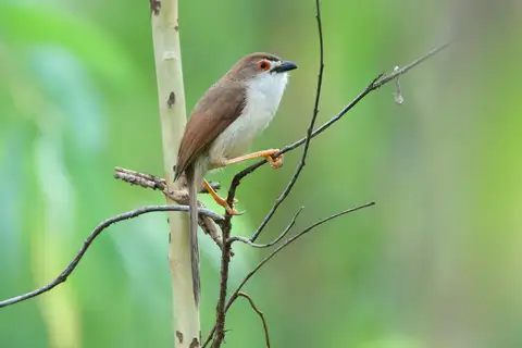 Yellow-eyed Babbler